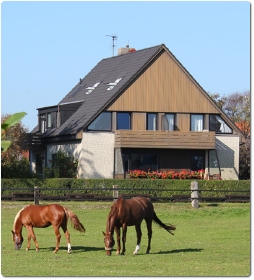 Pferde auf Langeoog